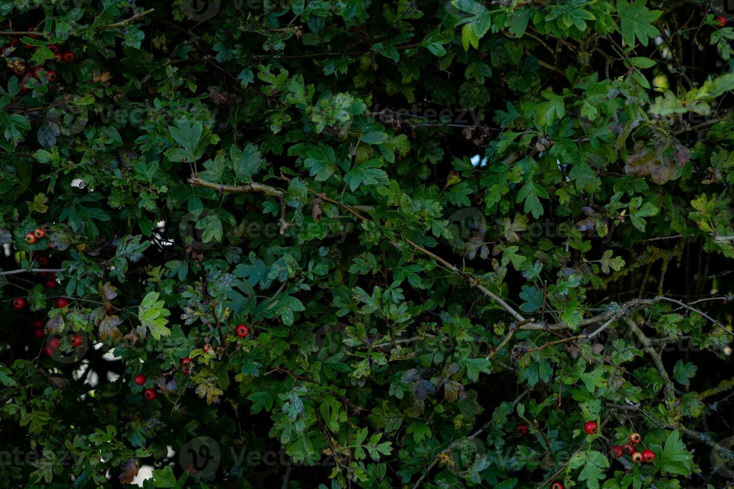 texture background of bush with branch photo