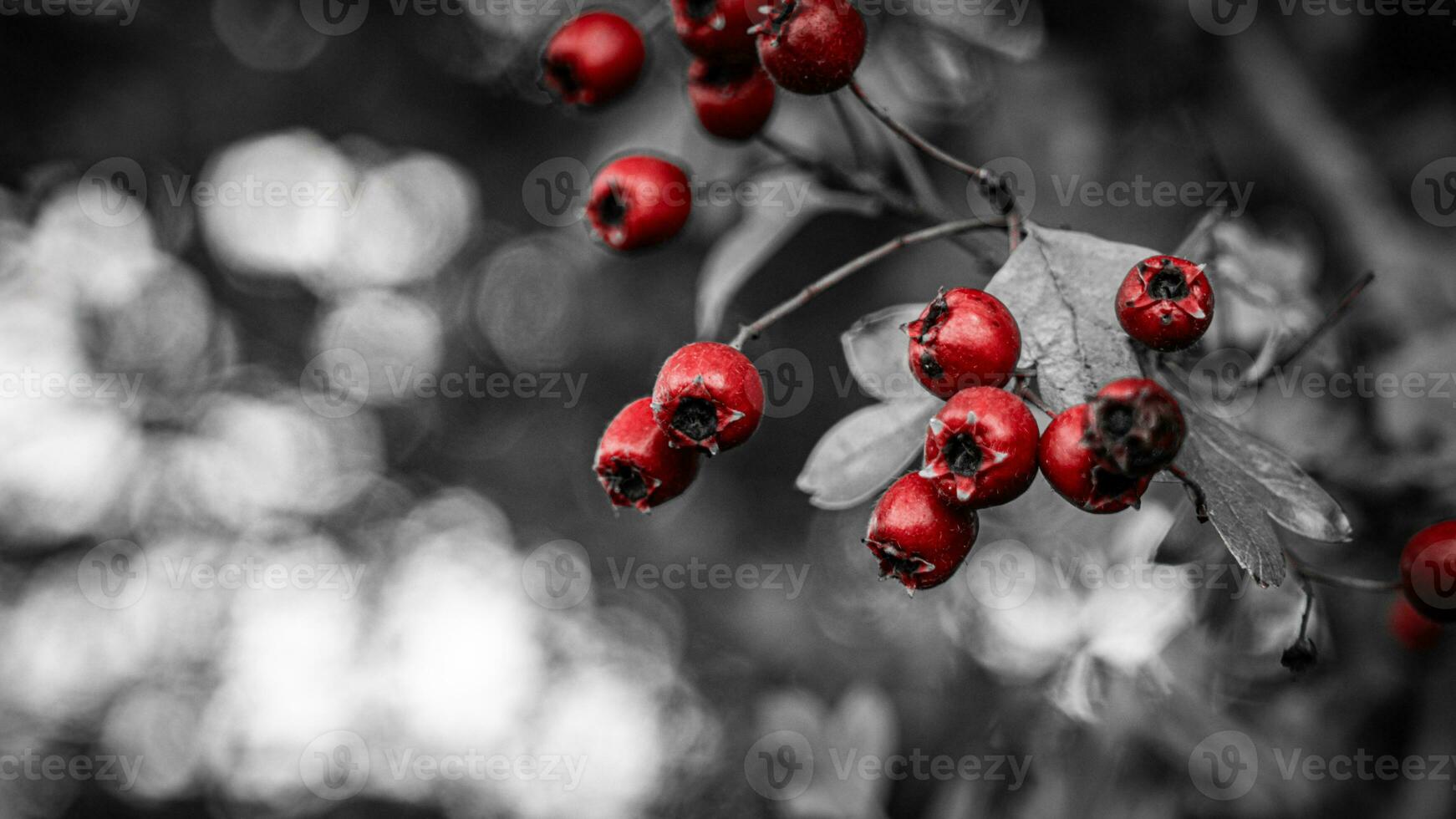 Macro Closeup of Ripe Hawthorn Berries in Autumn photo