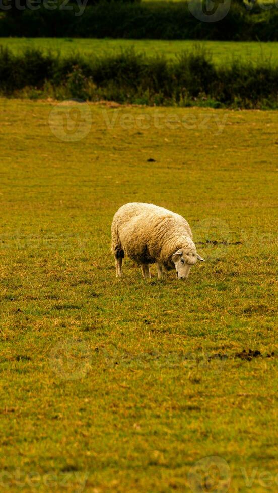 rebaño de lanoso oveja en un campo granja foto