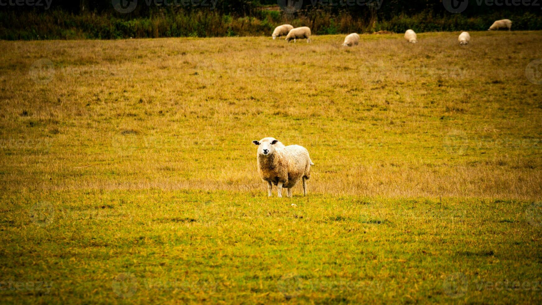 rebaño de lanoso oveja en un campo granja foto