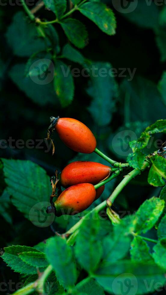 Macro Shot of Ripe Rose Hips in Nature photo