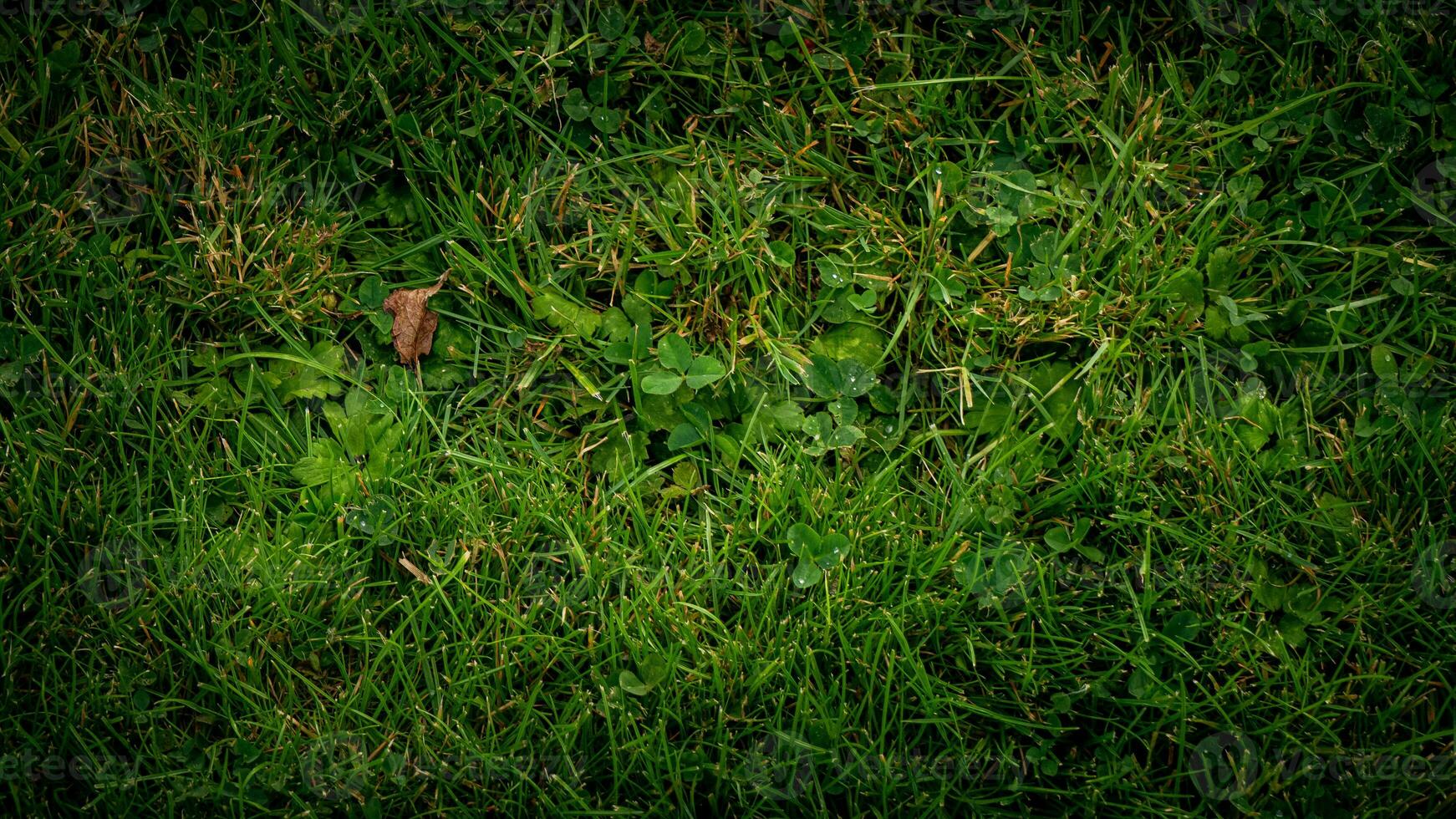 textura antecedentes de verde césped foto