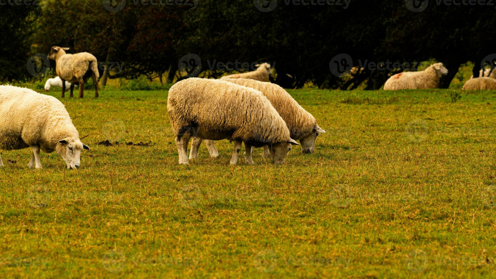 rebaño de lanoso oveja en un campo granja foto