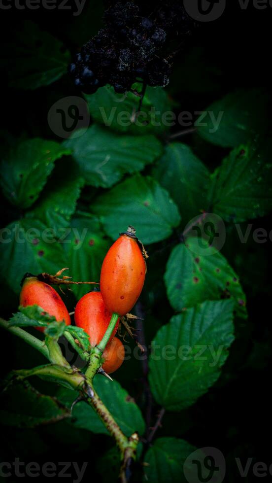 Macro Shot of Ripe Rose Hips in Nature photo