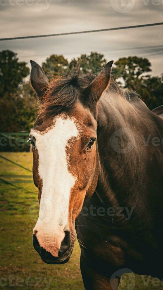 Chestnut Beauty Closeup of a Stunning Horse photo