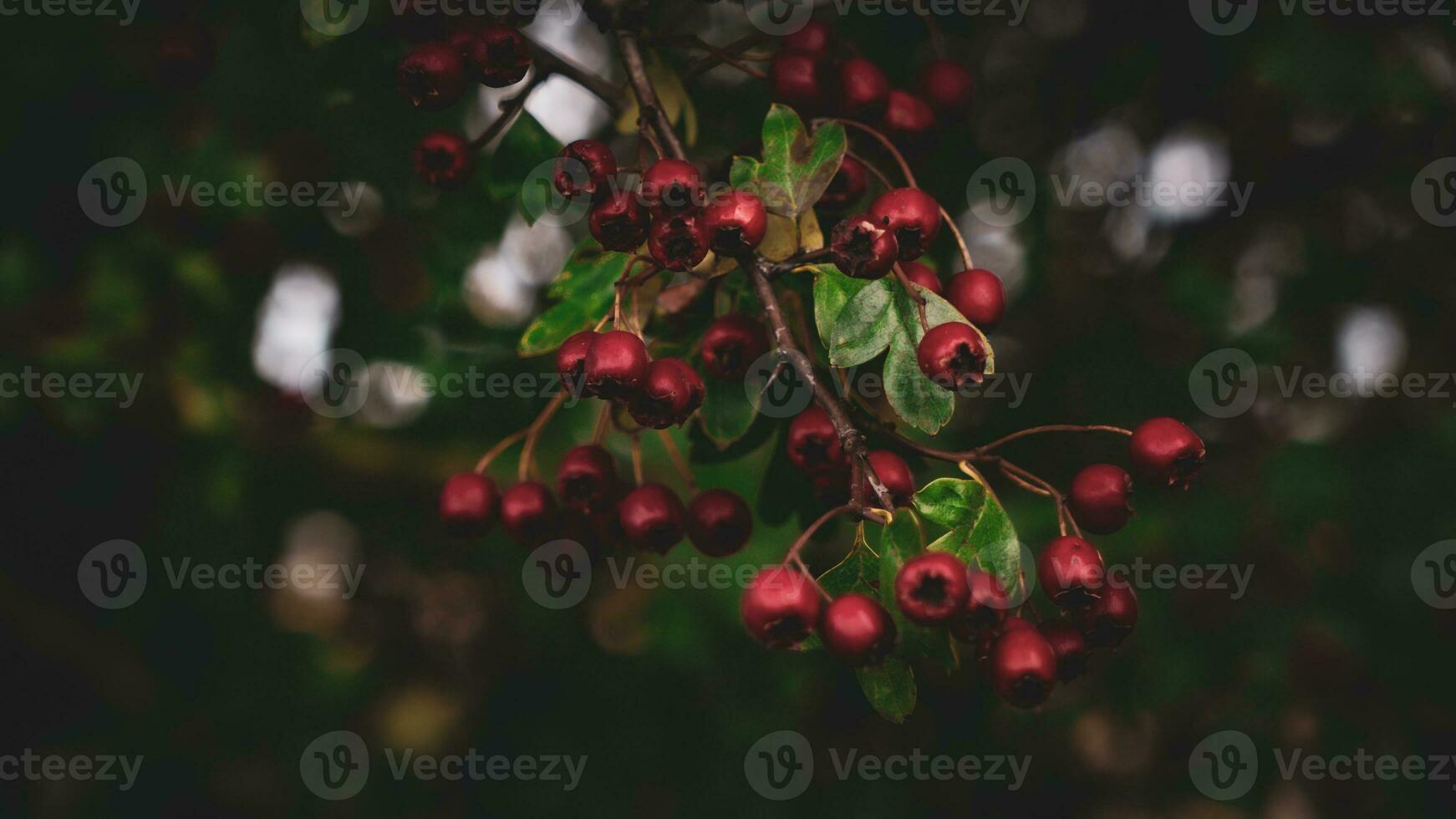 Macro Closeup of Ripe Hawthorn Berries in Autumn photo