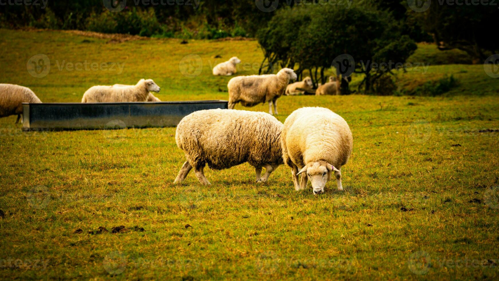 rebaño de lanoso oveja en un campo granja foto