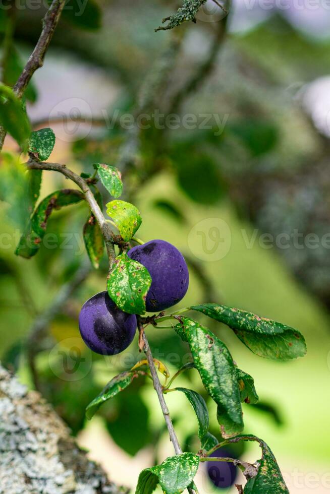 púrpura azul ciruelas en árbol rama foto