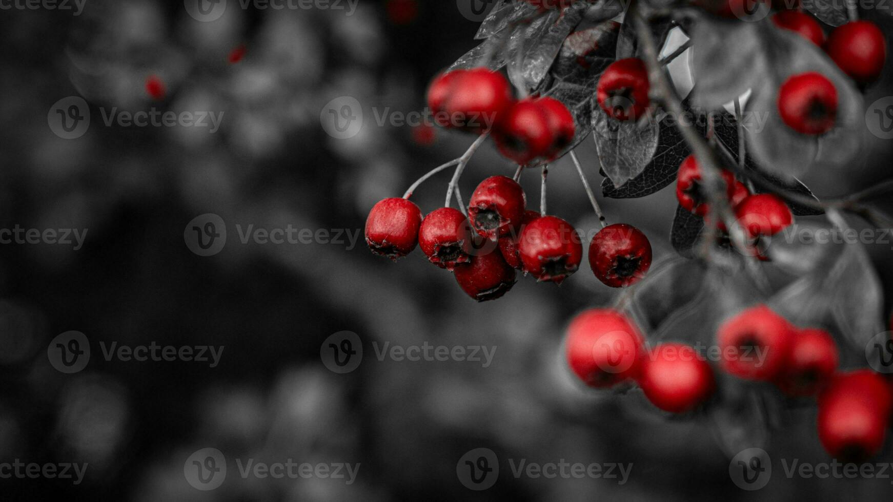 Macro Closeup of Ripe Hawthorn Berries in Autumn photo