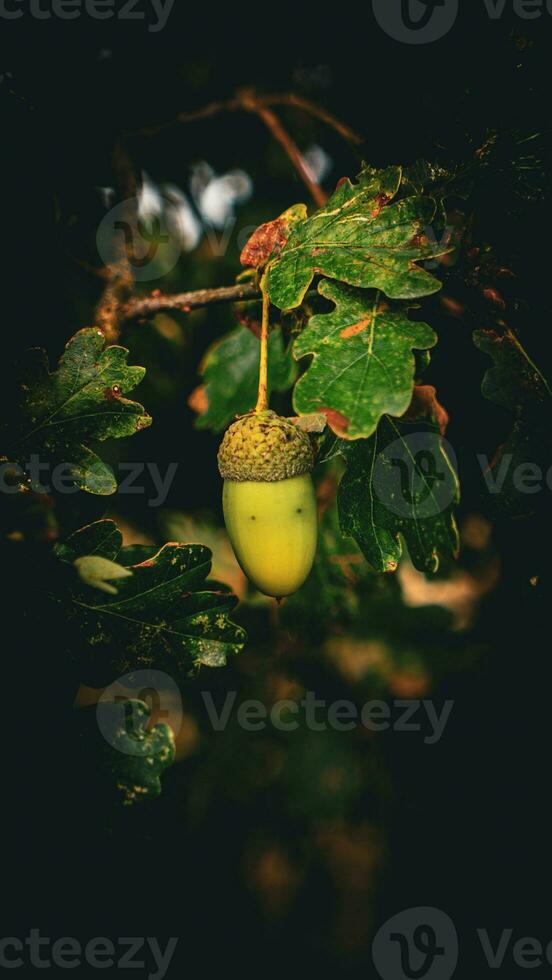 Detailed Macro Shot of European Oak Leaf and Acorn photo