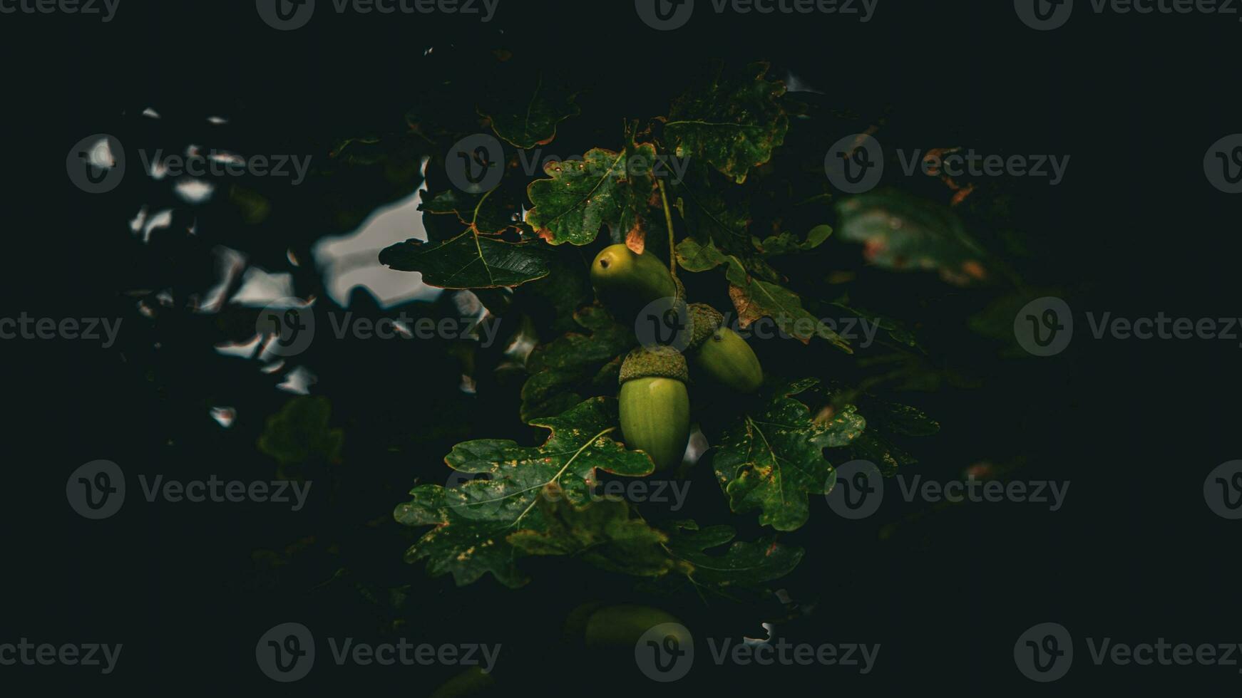 Detailed Macro Shot of European Oak Leaf and Acorn photo