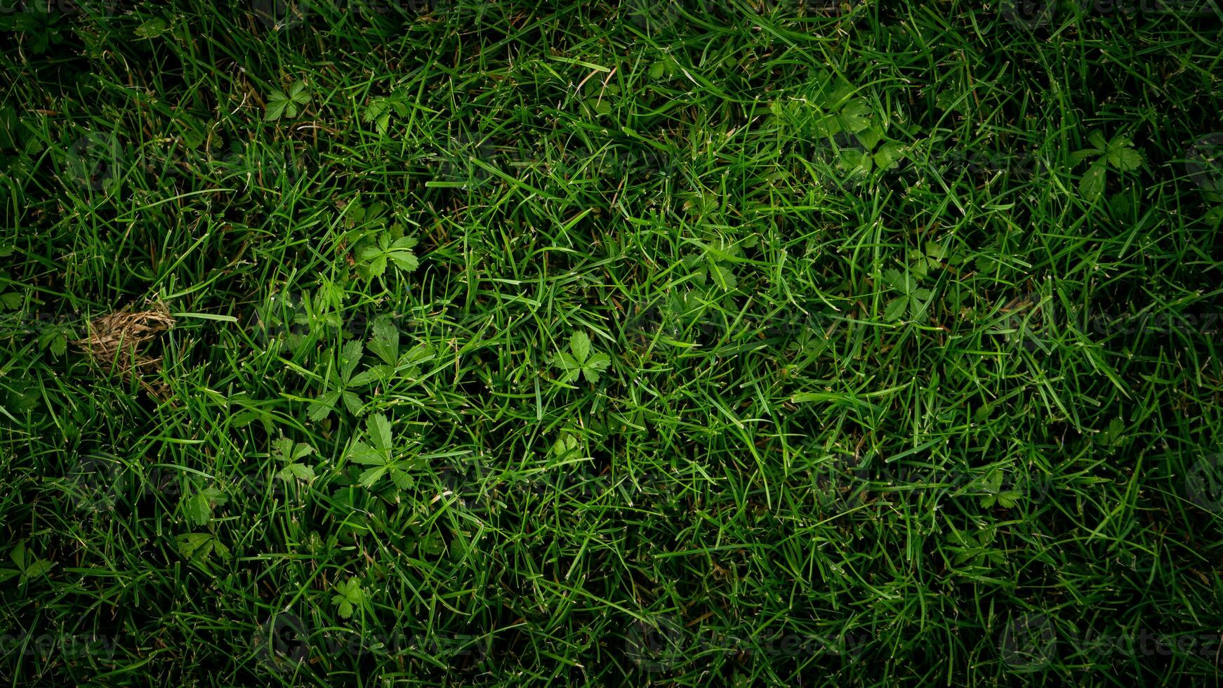 Texture background of green grass photo