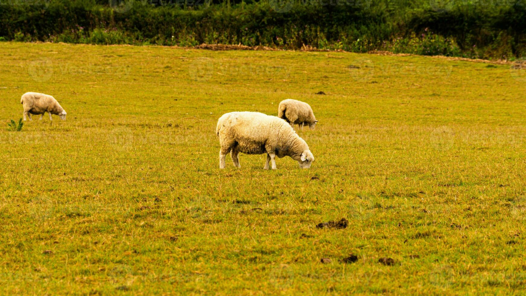 rebaño de lanoso oveja en un campo granja foto