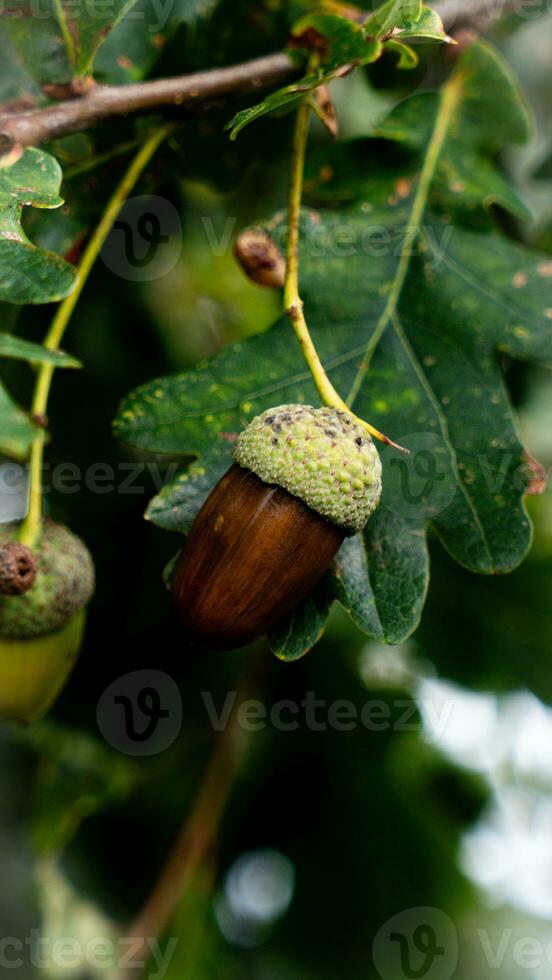 detallado macro Disparo de europeo roble hoja y bellota foto