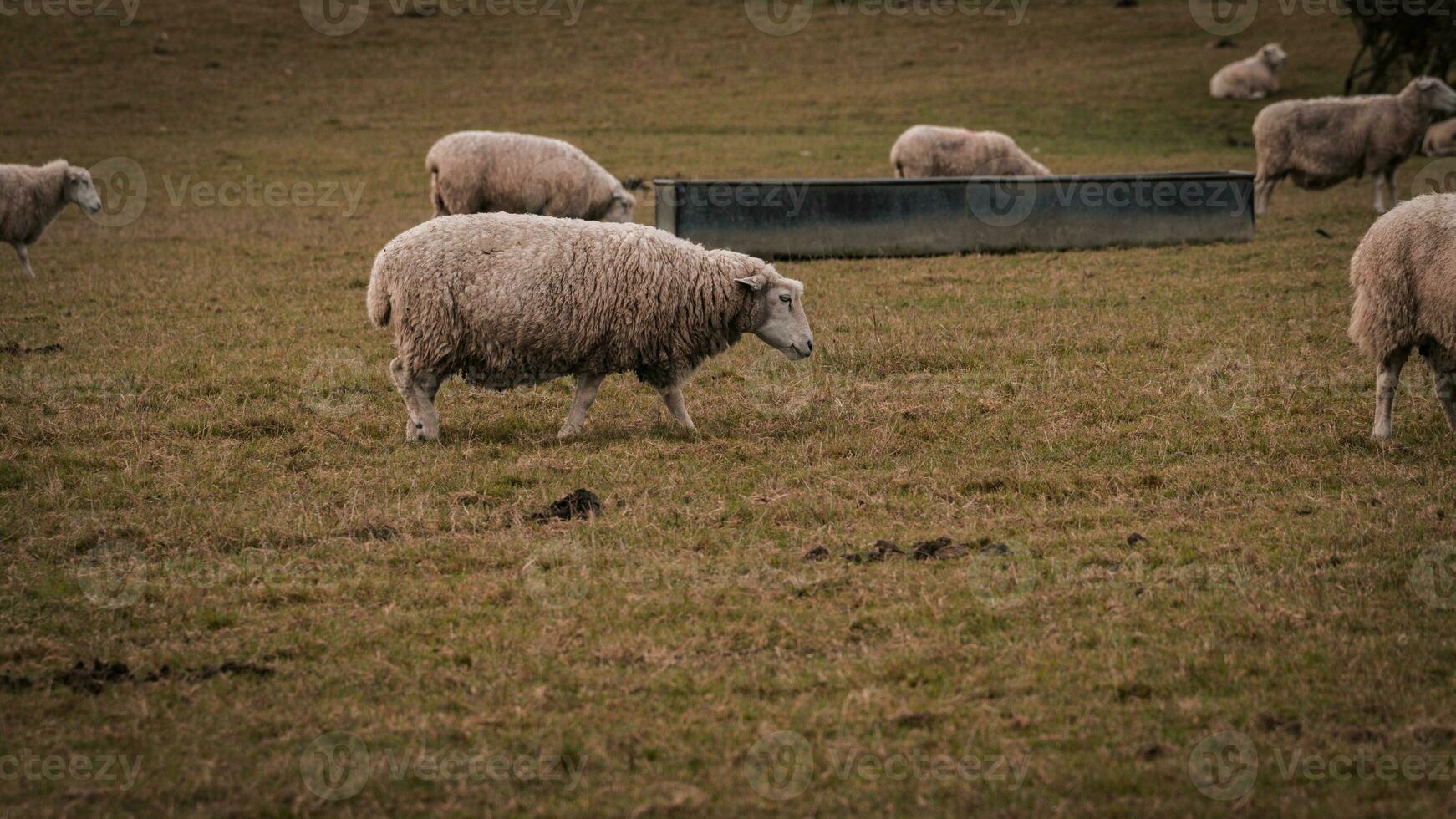 rebaño de lanoso oveja en un campo granja foto