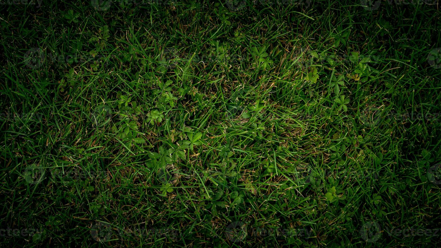 Texture background of green grass photo