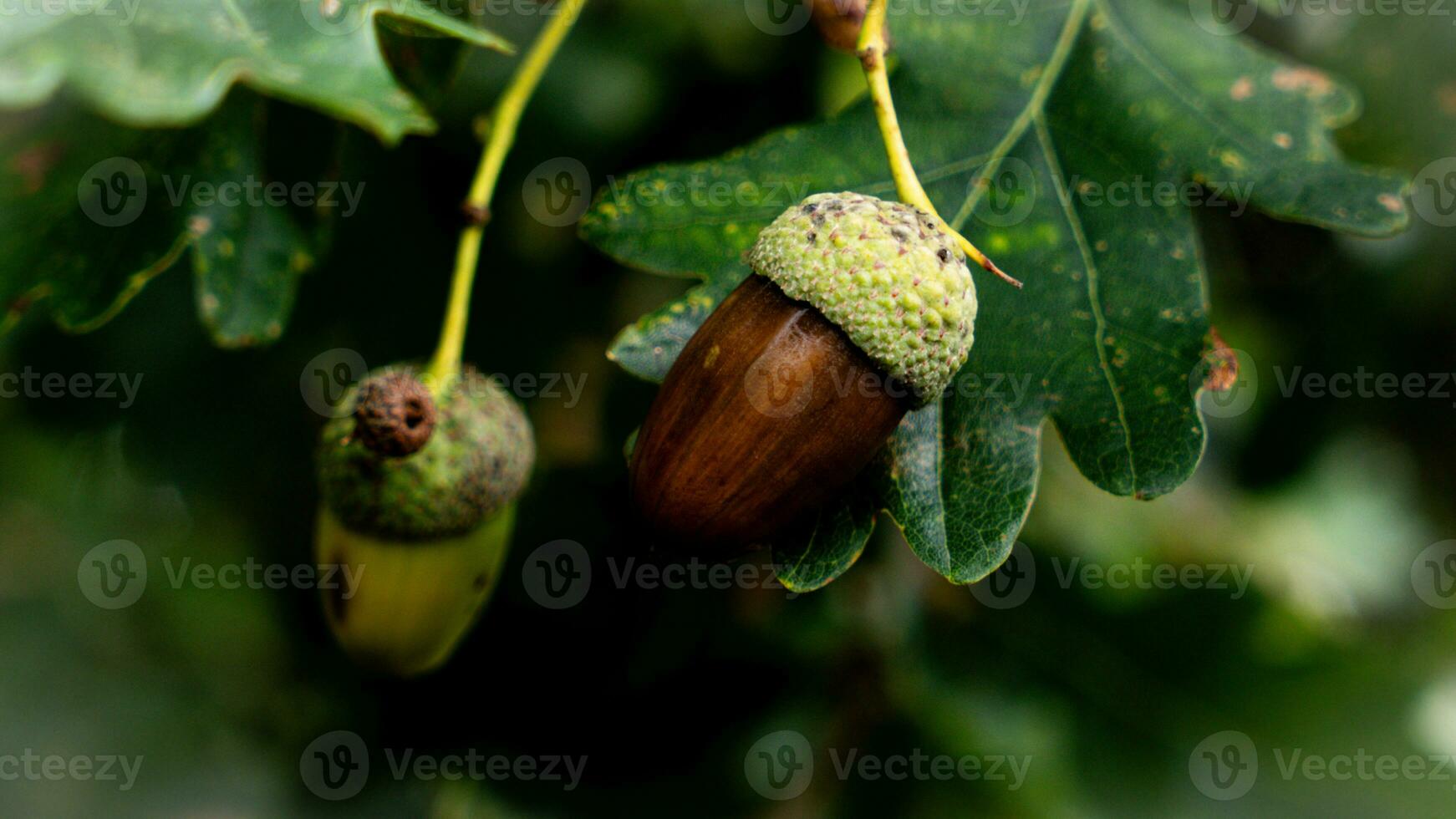 detallado macro Disparo de europeo roble hoja y bellota foto