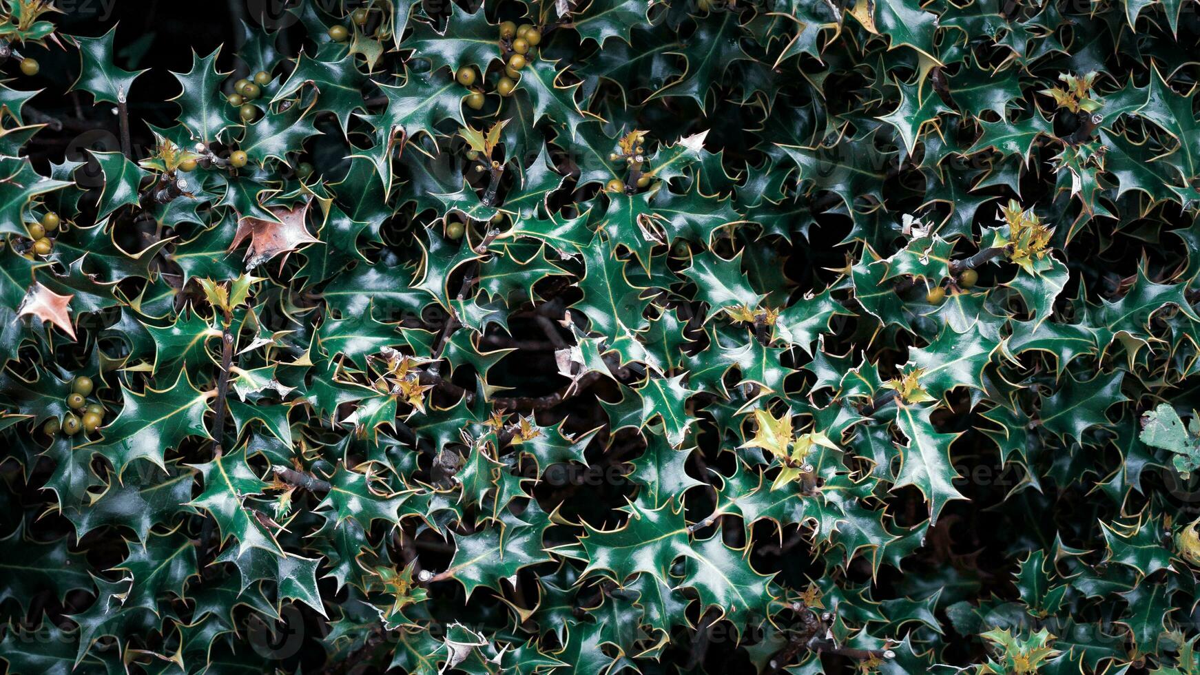 Tropical Jungle Abstract Top View Foliage photo