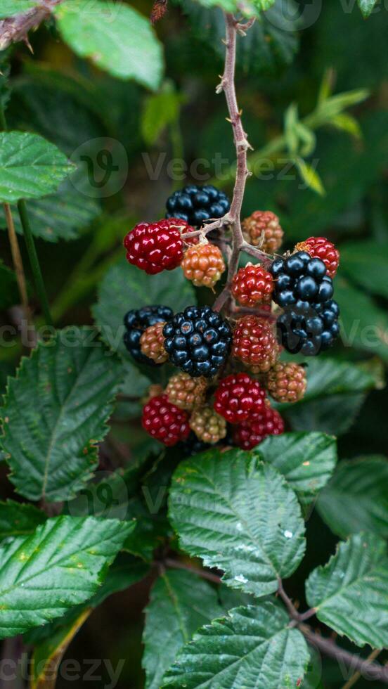 Ripe Blackberries on a Bramble Bush photo