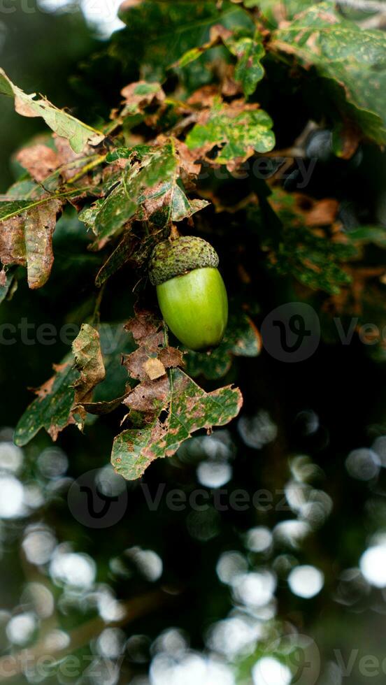 detallado macro Disparo de europeo roble hoja y bellota foto