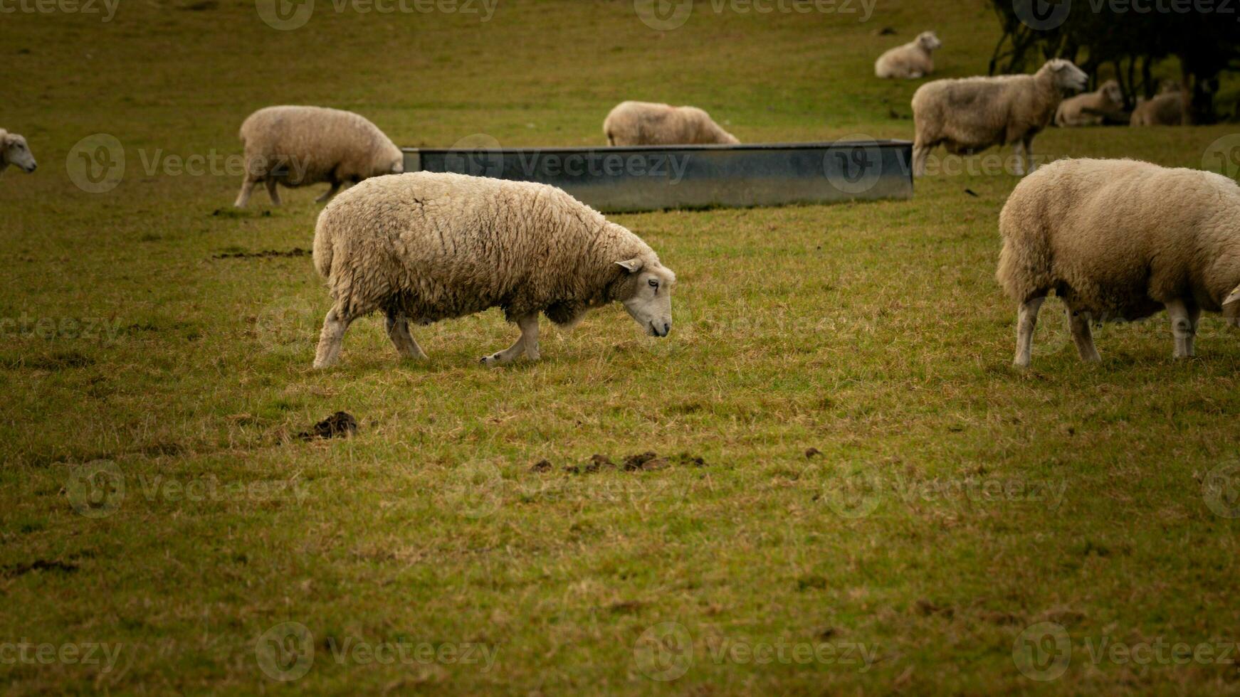 rebaño de lanoso oveja en un campo granja foto
