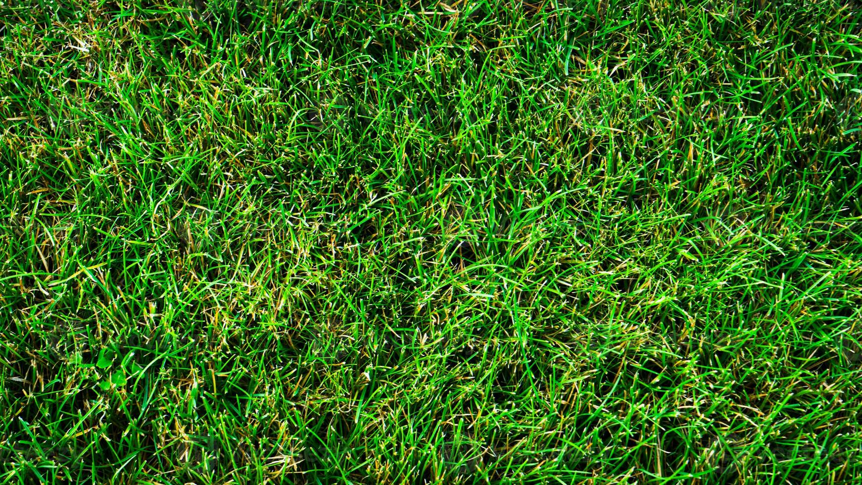 Texture background of green grass photo