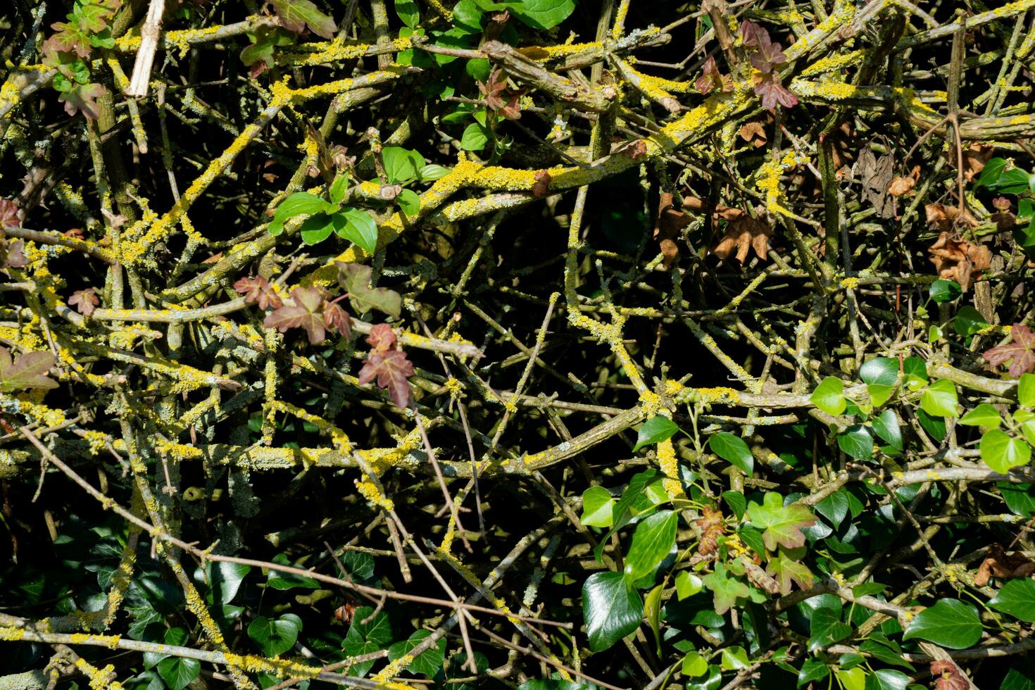 texture background of bush with branch photo