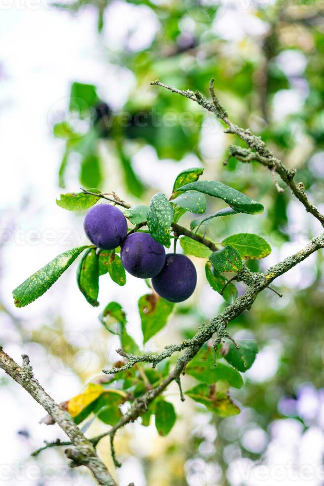 Purple Blue plums on tree branch photo