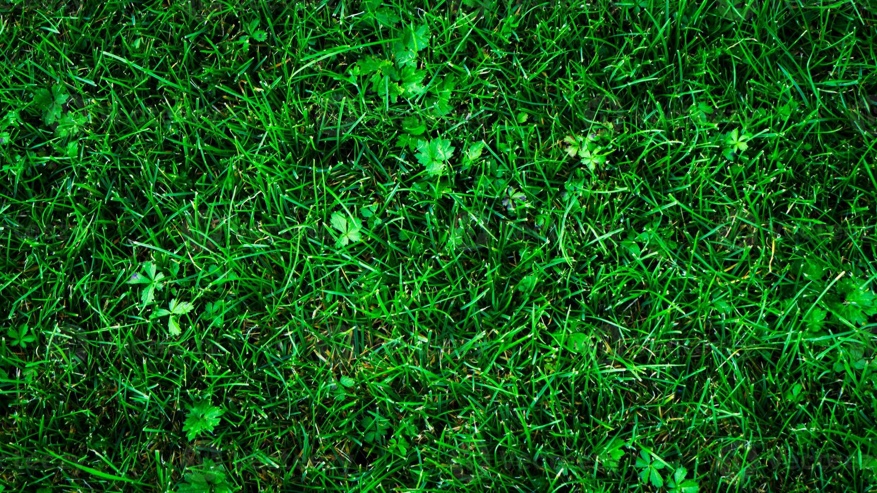 Texture background of green grass photo