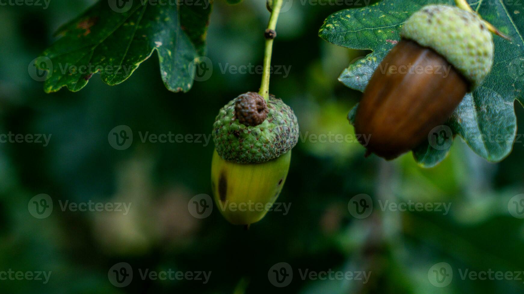 Detailed Macro Shot of European Oak Leaf and Acorn photo