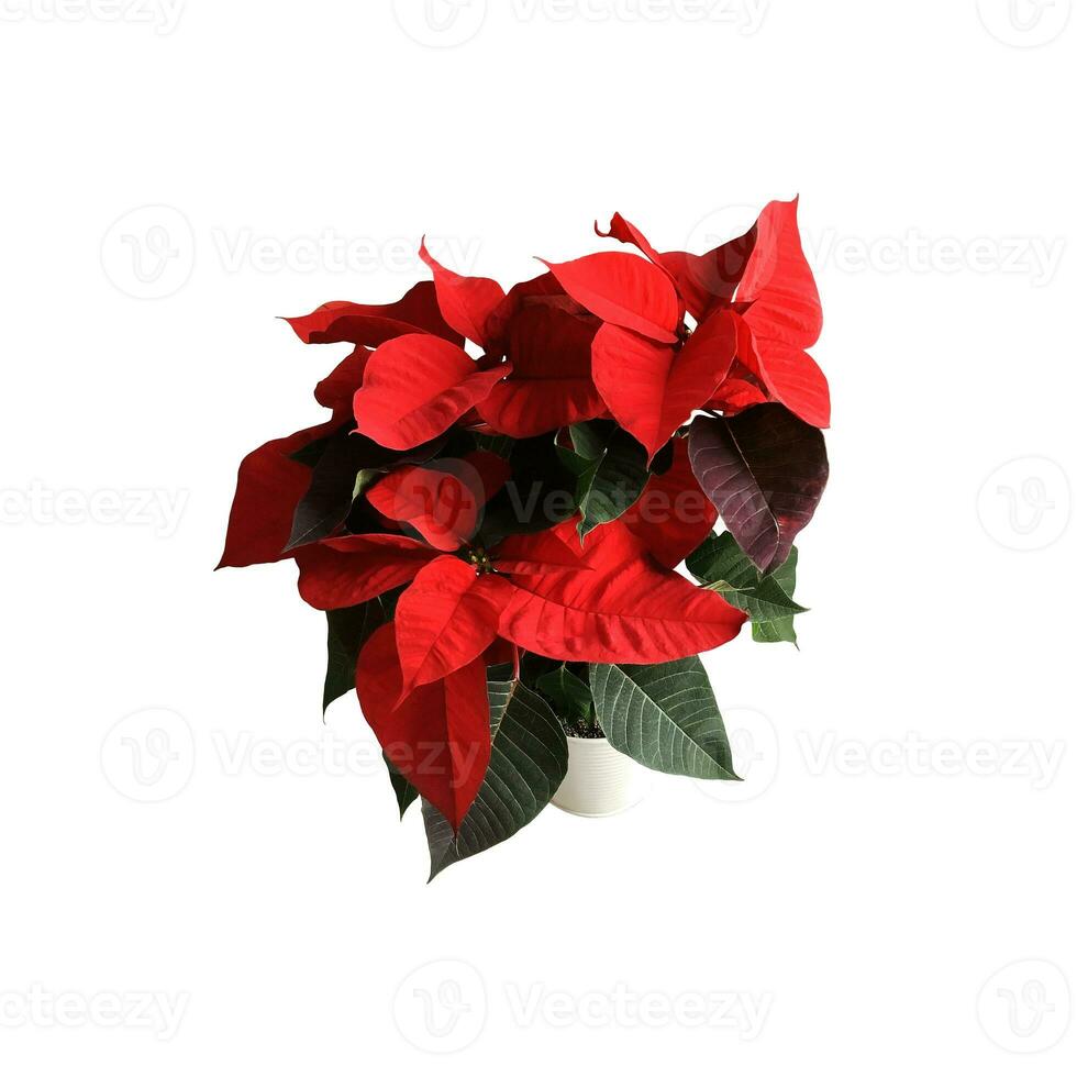 poinsettia roja flor navideña tradicional objeto cortado aislado, decoración estacional brillante para vacaciones de invierno, ruta de recorte foto