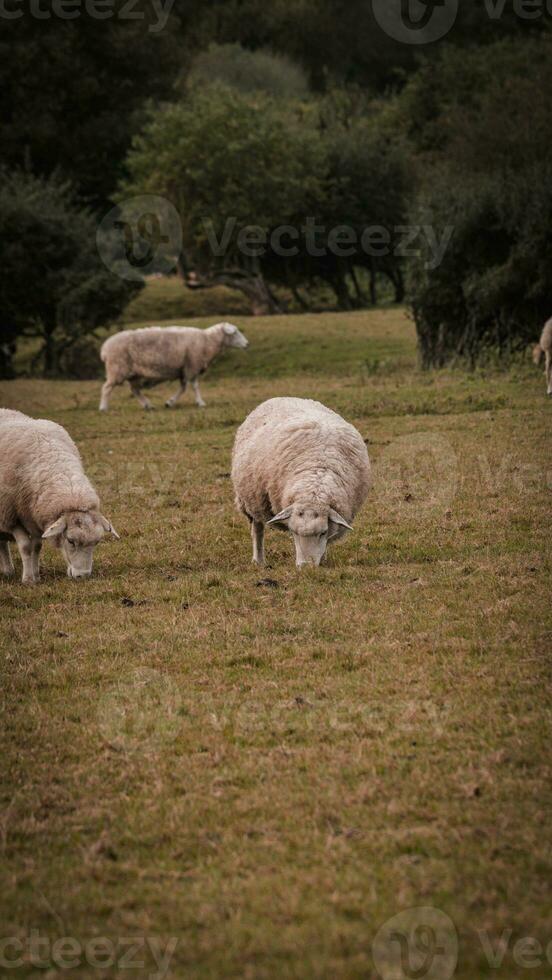 rebaño de lanoso oveja en un campo granja foto