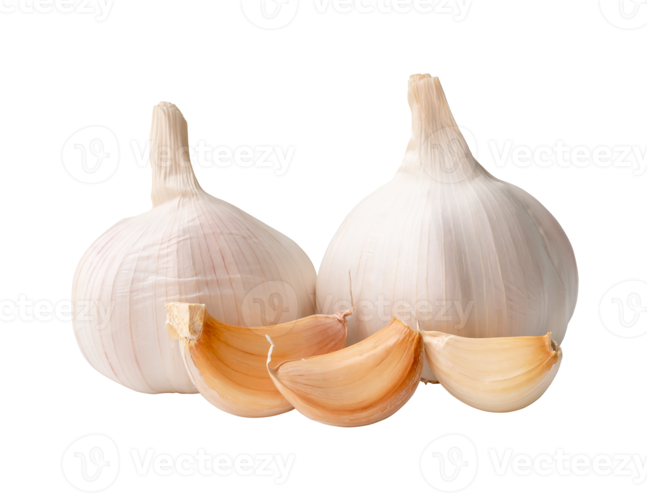 Two fresh white garlic bulbs with segments are isolated with clipping path in png file format, Thai herb great for healing several severe diseases