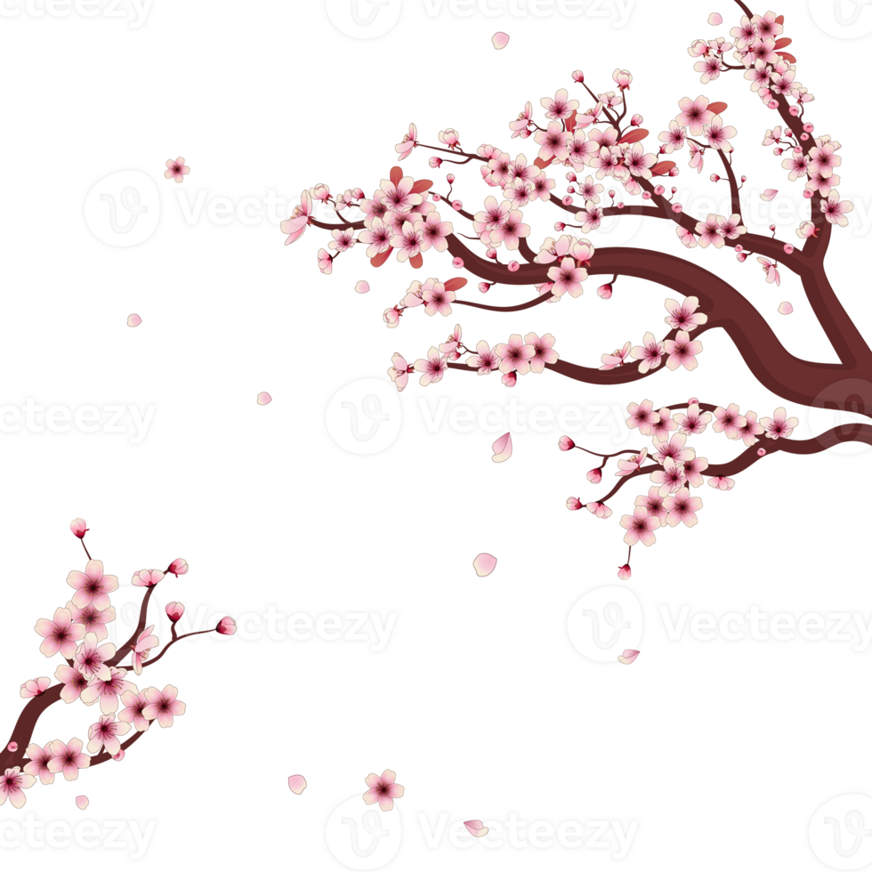 Beautiful cherry blossom with transparent background png