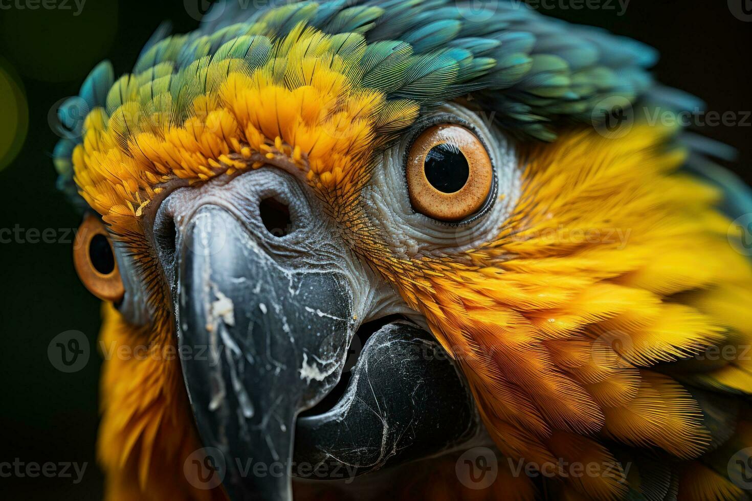 A close-up shot of a Macaw striking face, its focused eyes, documentary photo. Generative AI photo