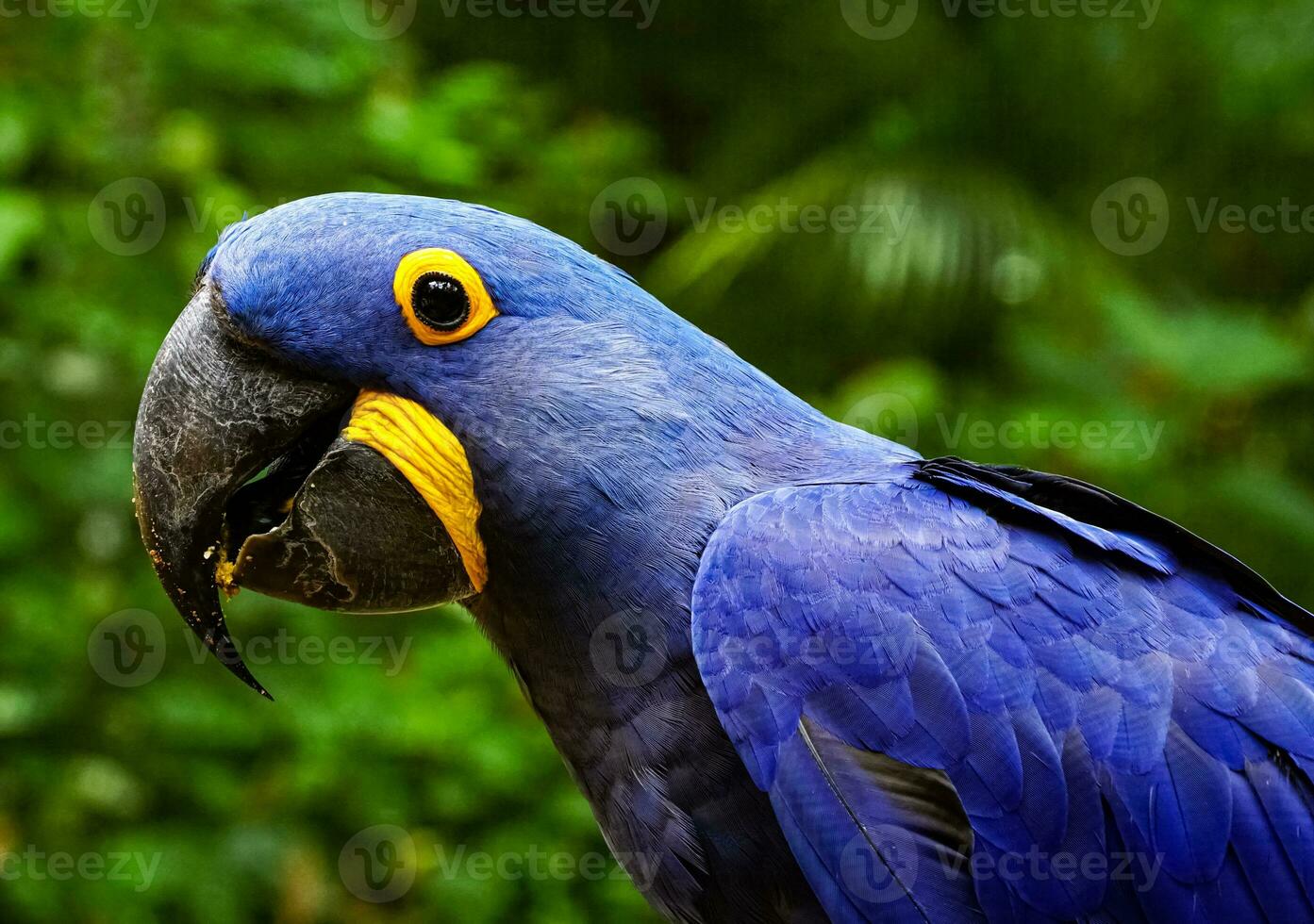 protrait of a macaw photo