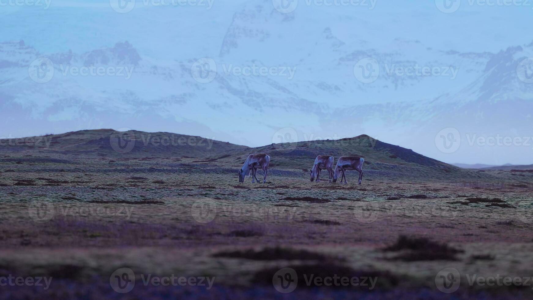 fantástico alces en campos en Islandia, campo mundo maravilloso con Nevado montañas paisaje. nórdico animales en escandinavo escenario, islandés fauna silvestre en borde del camino. Mano disparo. foto