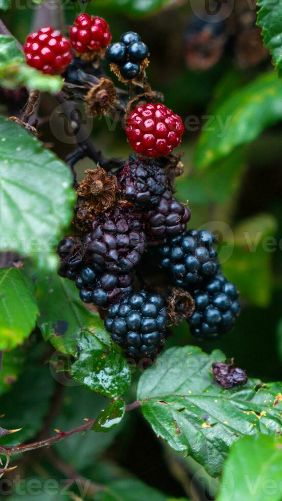 Ripe Blackberries on a Bramble Bush photo