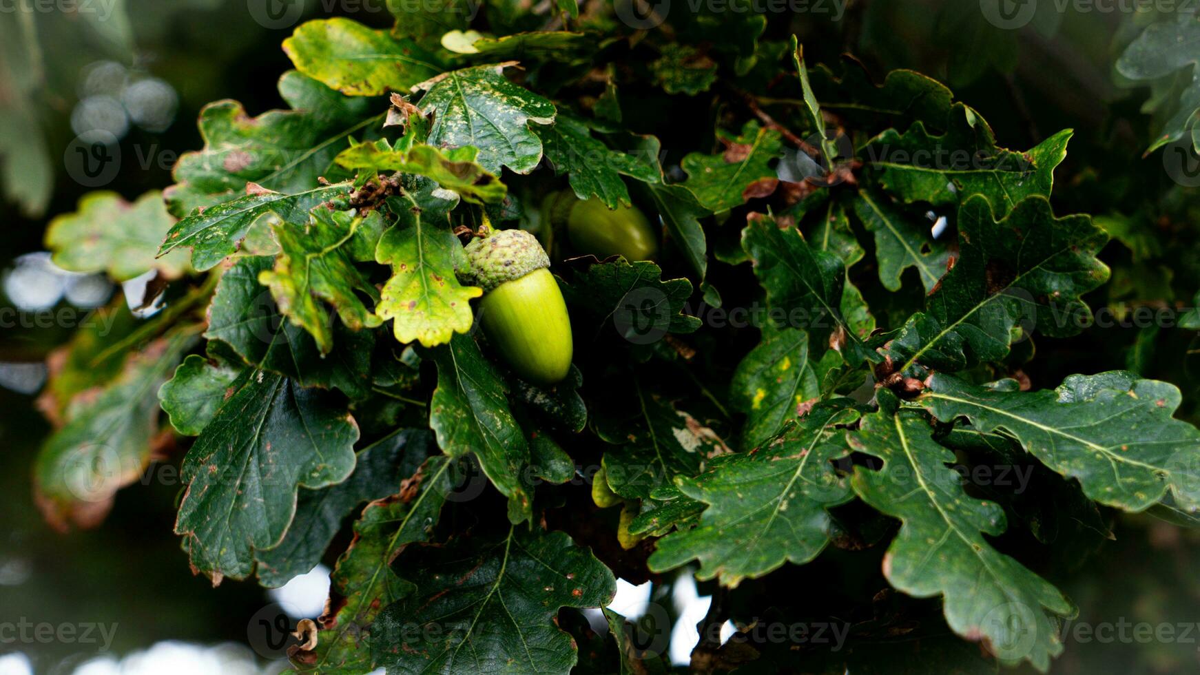 Detailed Macro Shot of European Oak Leaf and Acorn photo