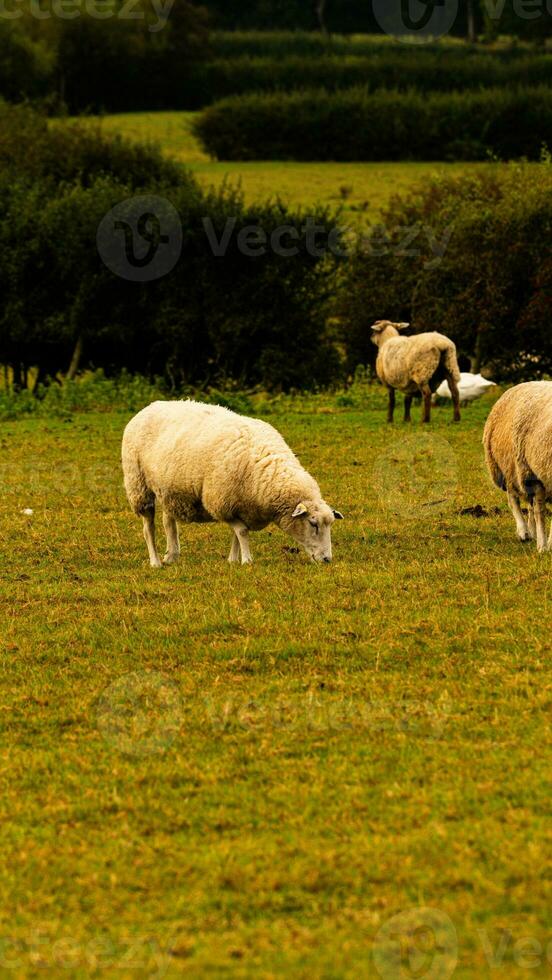 rebaño de lanoso oveja en un campo granja foto