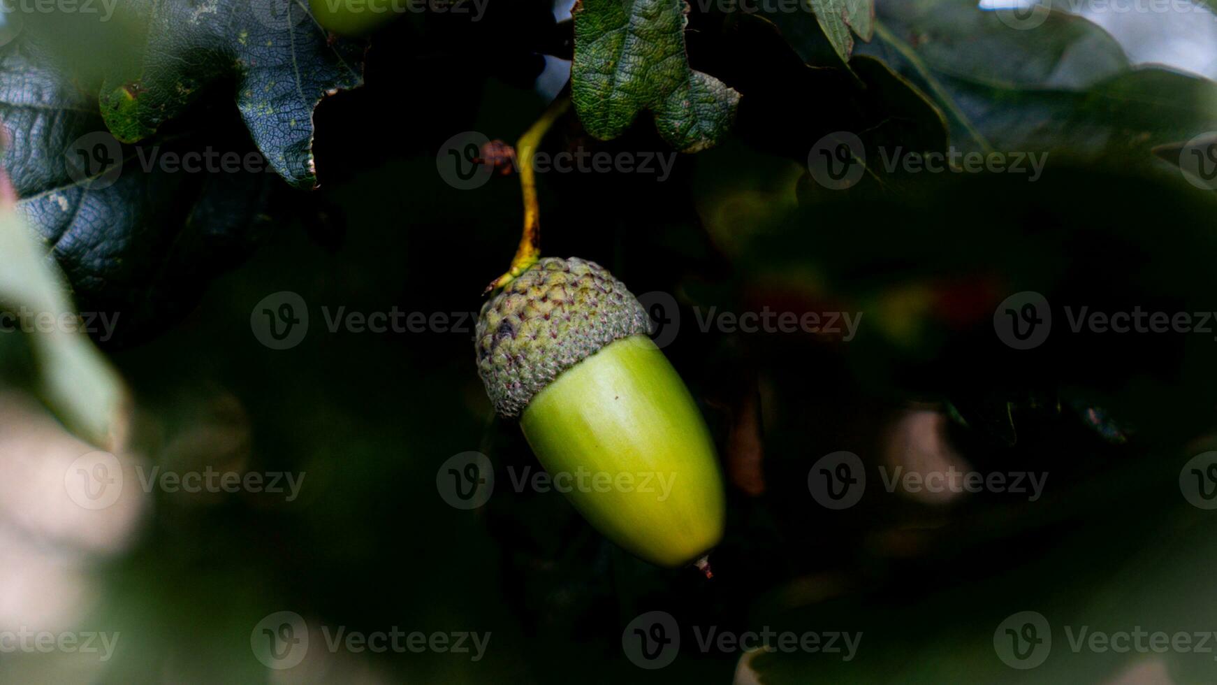 detallado macro Disparo de europeo roble hoja y bellota foto