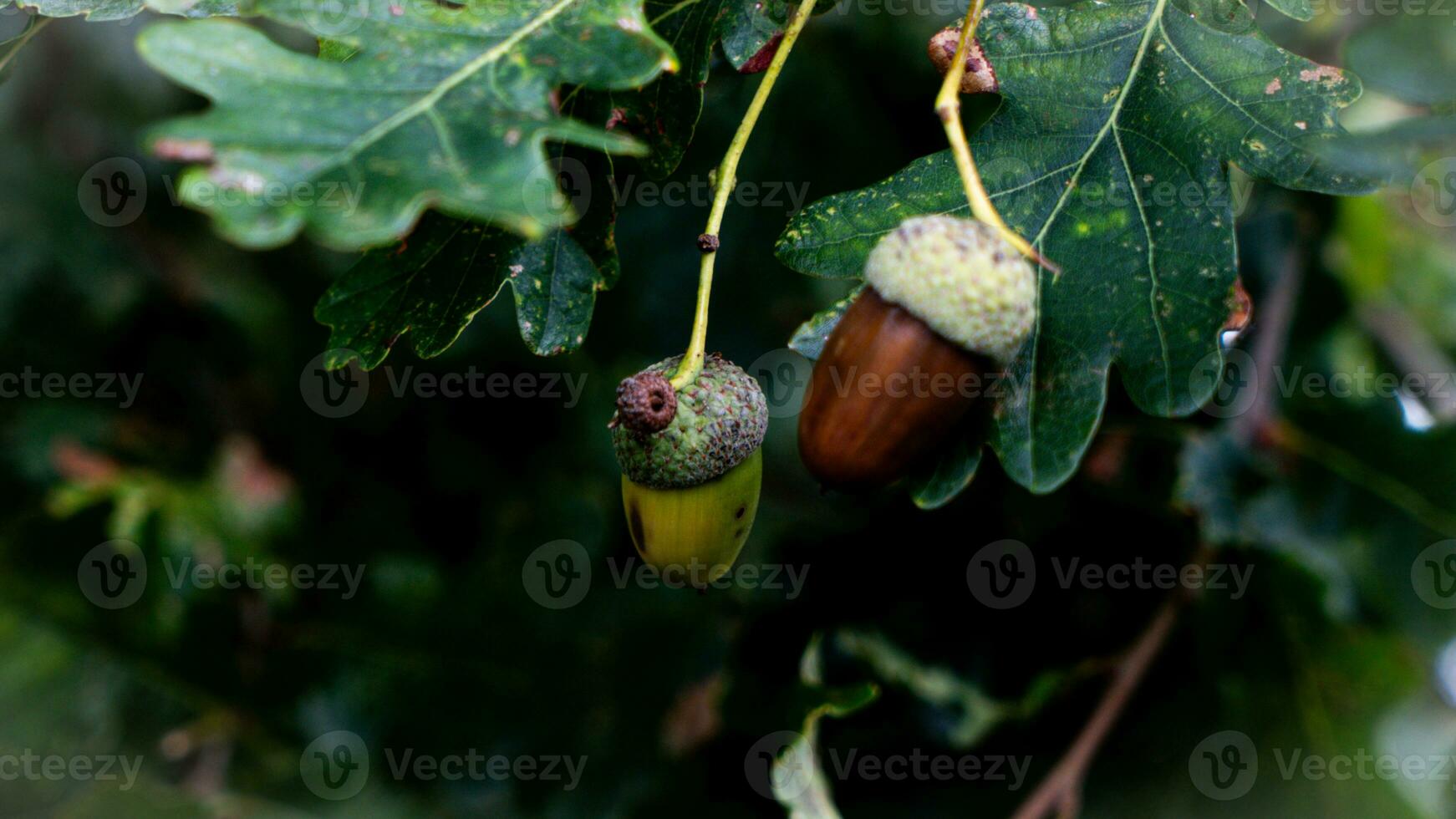 detallado macro Disparo de europeo roble hoja y bellota foto