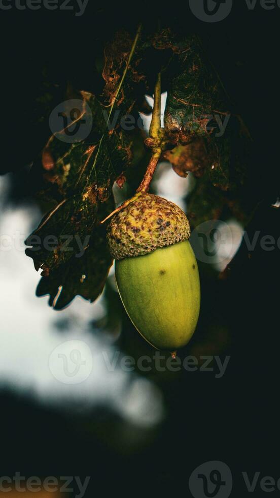 Detailed Macro Shot of European Oak Leaf and Acorn photo