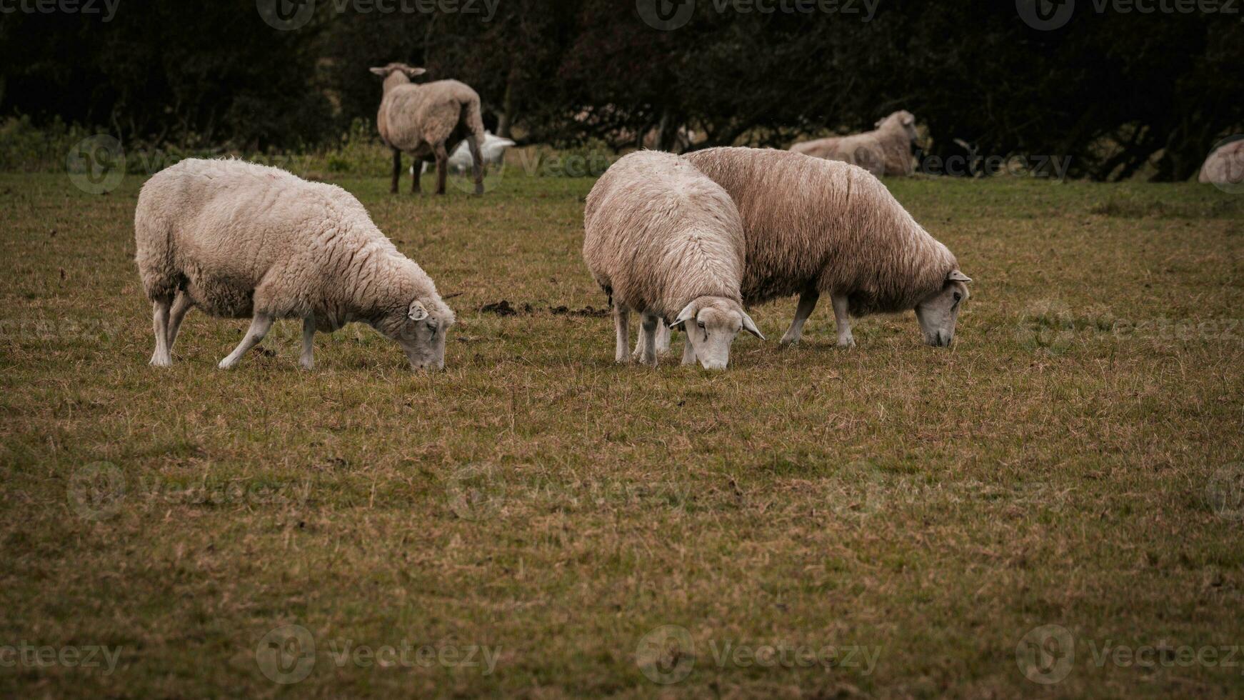 rebaño de lanoso oveja en un campo granja foto