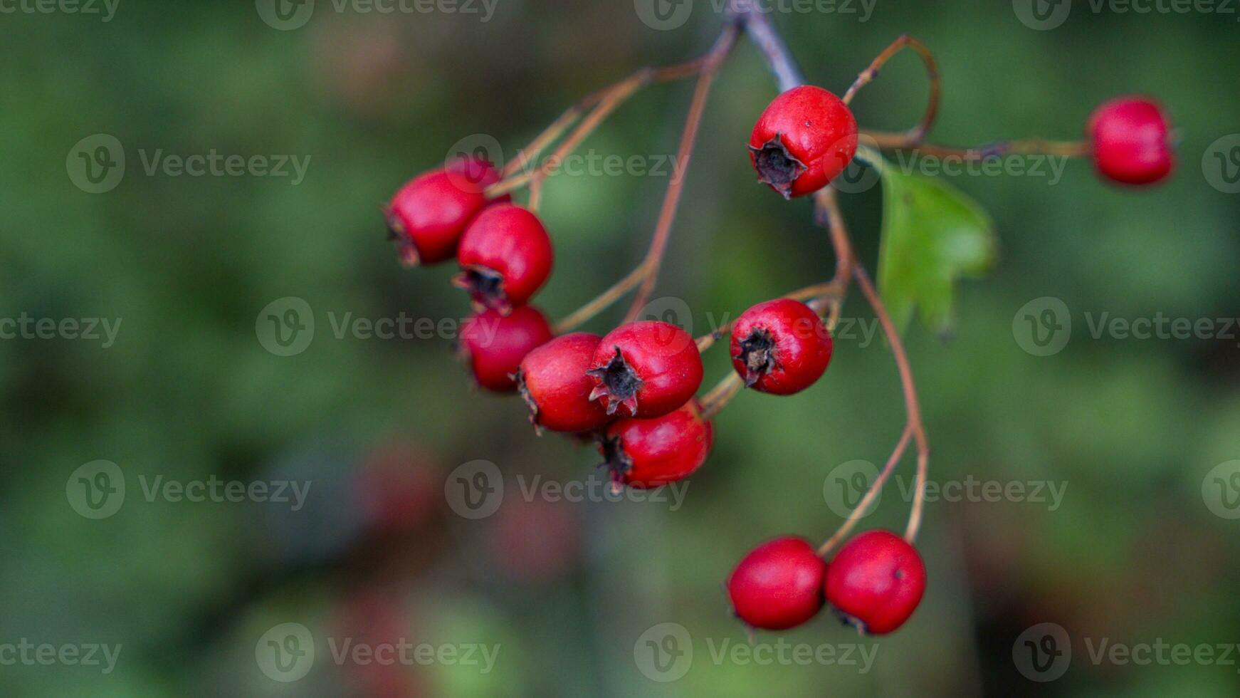 Macro Closeup of Ripe Hawthorn Berries in Autumn photo