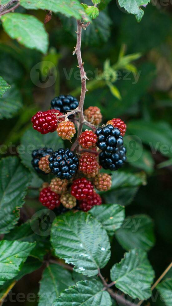 Ripe Blackberries on a Bramble Bush photo