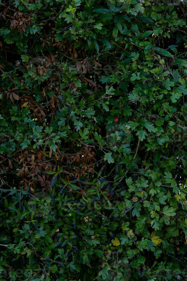 texture background of bush with branch photo
