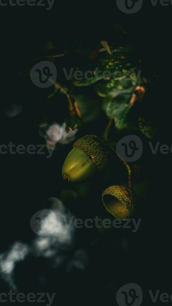 Detailed Macro Shot of European Oak Leaf and Acorn photo