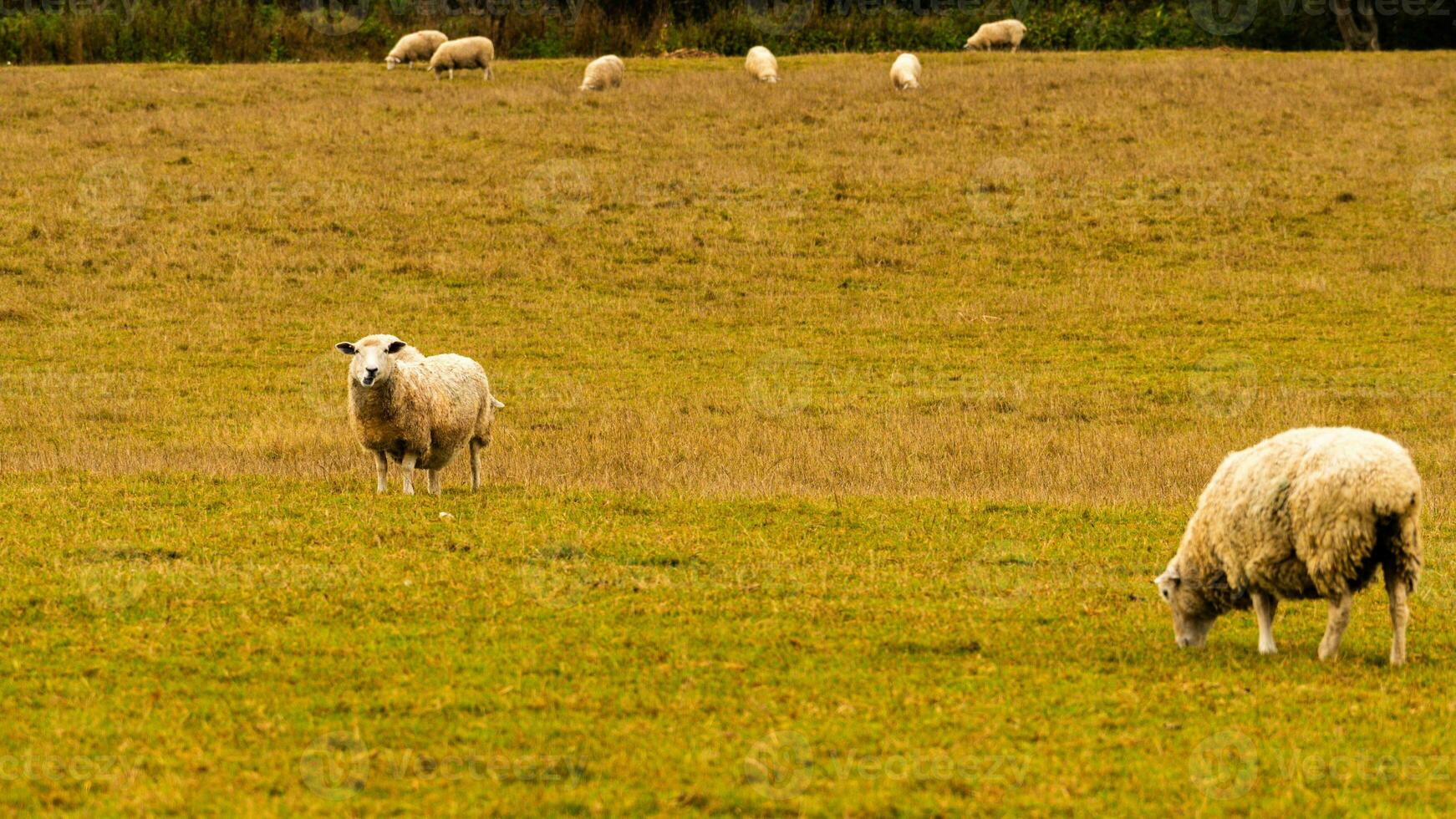 Flock of Woolly Sheep on a Countryside Farm photo