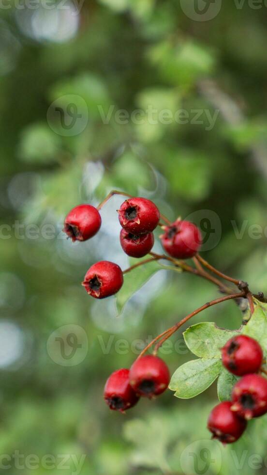 Macro Closeup of Ripe Hawthorn Berries in Autumn photo